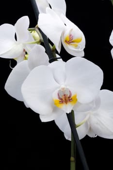 White orchid isolated on black