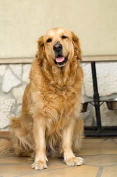 portrait of beautiful golden retriever 