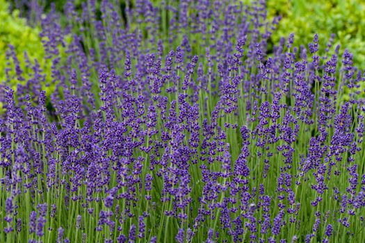 Gardens with the flourishing lavender at castles in the valley of Loire