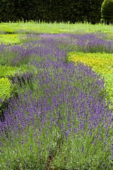 Gardens with the flourishing lavender at castles in the valley of Loire