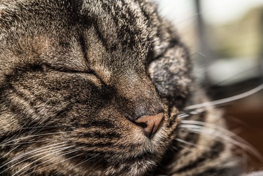 Portrait of a black and grey cat lying and resting comfortably at her home with her eyes closed.