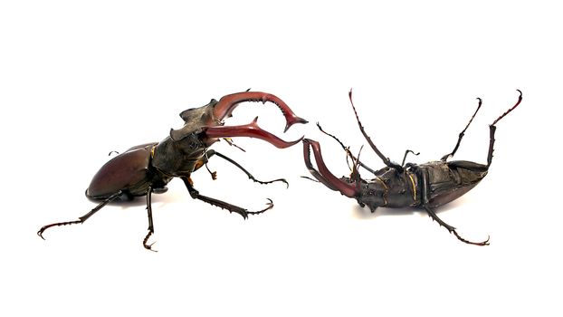 Two fighting male stag beetle, one of which is defeated and is in the supine position on a white background