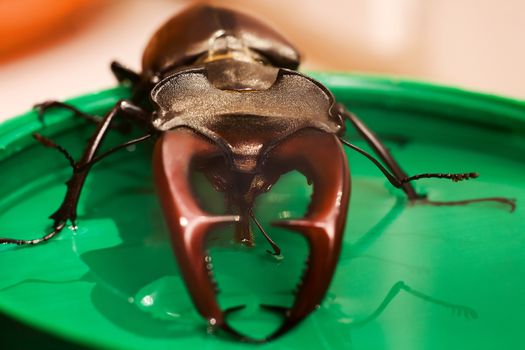 Insect stag beetle, drinking syrup, close up, front view