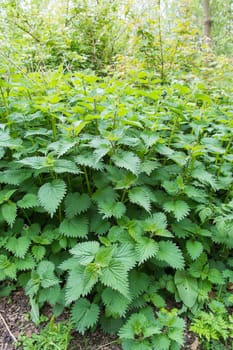 large group of green nettles growing wild in parkland