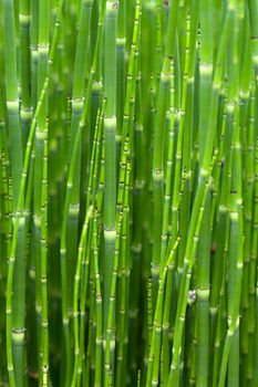 The thicket of young, green bamboo shoots