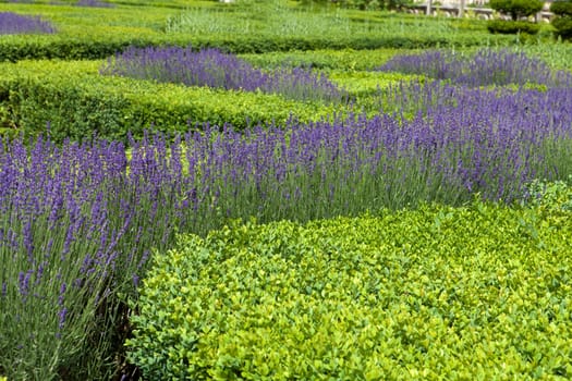 Gardens with the flourishing lavender at castles in the valley of Loire