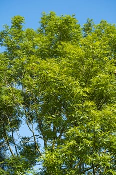 tree with green leaves against a blue sky