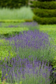 Gardens with the flourishing lavender at castles in the valley of Loire