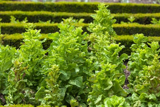 Kitchen garden in  Chateau de Villandry. Loire Valley, France 