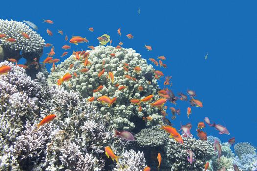 coral reef with exotic fishes Anthias at the bottom of tropical sea on a background of blue water