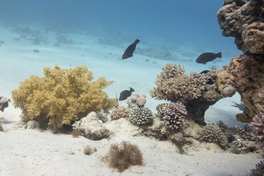 coral reef at the bottom of tropical sea, underwater