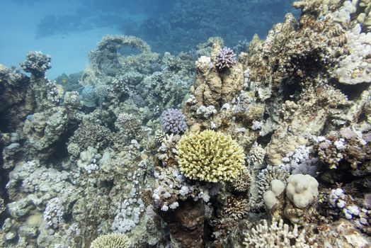 colorful coral reef with hard corals at the bottom of tropical sea on a background of blue water