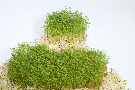 Fresh alfalfa sprouts and cress on white background 