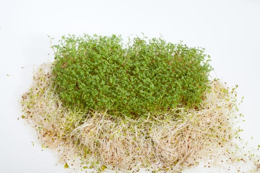 Fresh alfalfa sprouts and cress on white background 