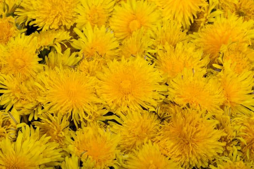 beautiful yellow flowers of Dandelion