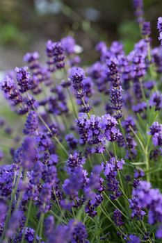 Gardens with the flourishing lavender