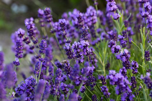 Gardens with the flourishing lavender