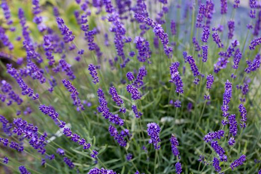 Gardens with the flourishing lavender