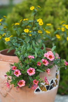 Yellow and pink flowers in the ceramic flowerpot