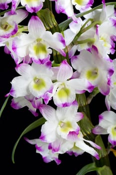 Dendrobium Orchid hybrids. Isolated on black