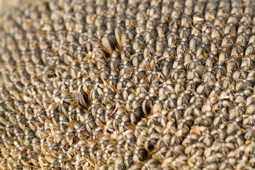 closeup of sunflower seeds