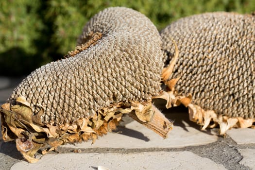 closeup of sunflower seeds