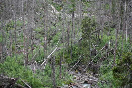 Death trees in a mountain forest.