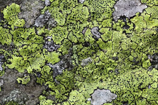 Yellow map lichen on a grey granitic rock.