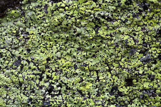 Yellow map lichen on a grey granitic rock.