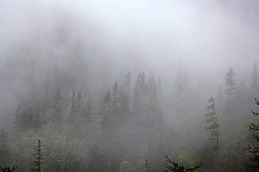 Foggy forest in the High Tatra, in the Carpathian Mountains of Slovakia