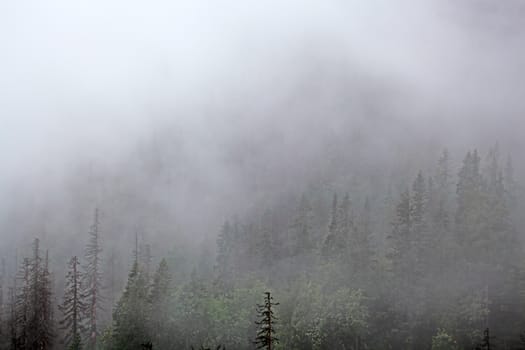 Foggy forest in the High Tatra, in the Carpathian Mountains of Slovakia