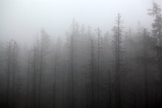 Foggy forest in the High Tatra, in the Carpathian Mountains of Slovakia 