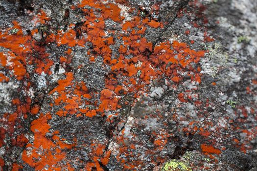 Red lichen on a grey granitic rock. Red lichen on a grey granitic rock. Yellow map lichen on a grey granitic rock.