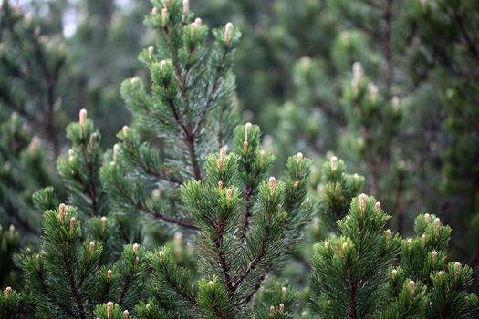 Branches of a dwarf mountain pine (Pinus mugo).