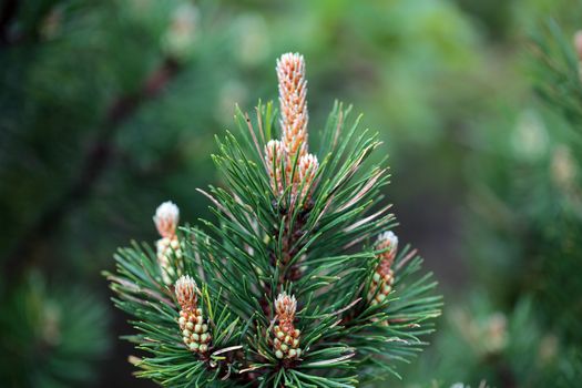 Branches of a dwarf mountain pine (Pinus mugo).