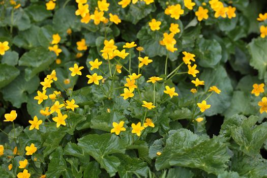 Marsh marigold flowers (Caltha palustris) at a swamp.