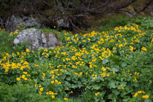 Marsh marigold flowers (Caltha palustris) at a swamp.