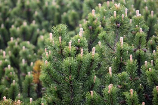 Branches of a dwarf mountain pine (Pinus mugo).