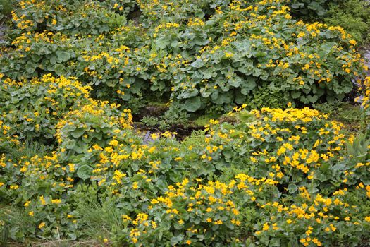 Marsh marigold flowers (Caltha palustris) at a swamp.