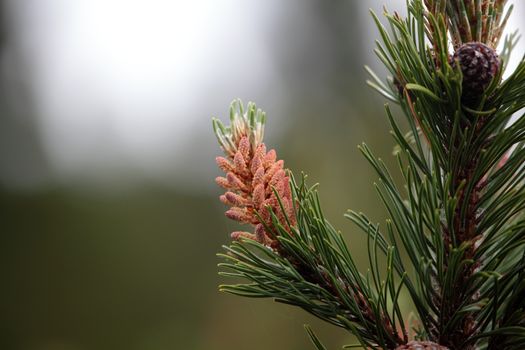 Branch of a dwarf mountain pine (Pinus mugo). Branch of a dwarf mountain pine (Pinus mugo).