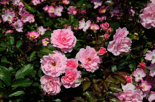 beautiful pink rose bush in a garden