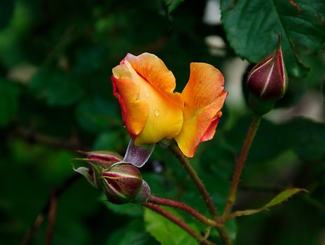 beautiful rose with rain drops macro view