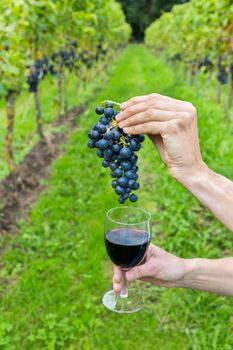 Two hands holding bunch of blue grapes and glass with red wine