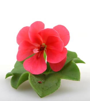 Pelargonium Flowers.