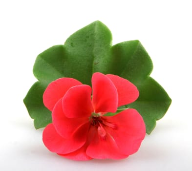 Pelargonium Flowers.