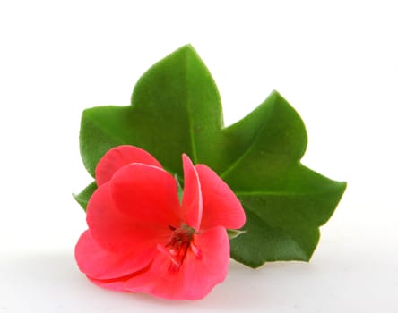 Pelargonium Flowers.