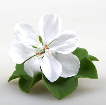 Pelargonium Flowers.