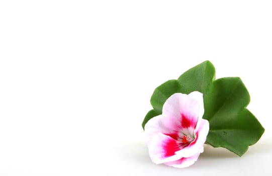 Pelargonium Flowers.