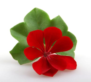 Pelargonium Flowers.