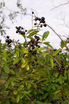 In the fall, black privet berries in the bushes.